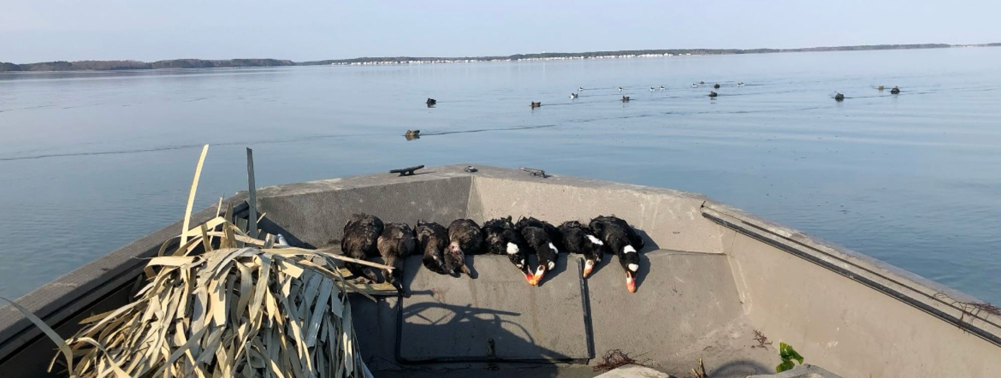 Sea ducks laid on the bow deck of the boat with the decoy spread still out on open water and the far shore beyond