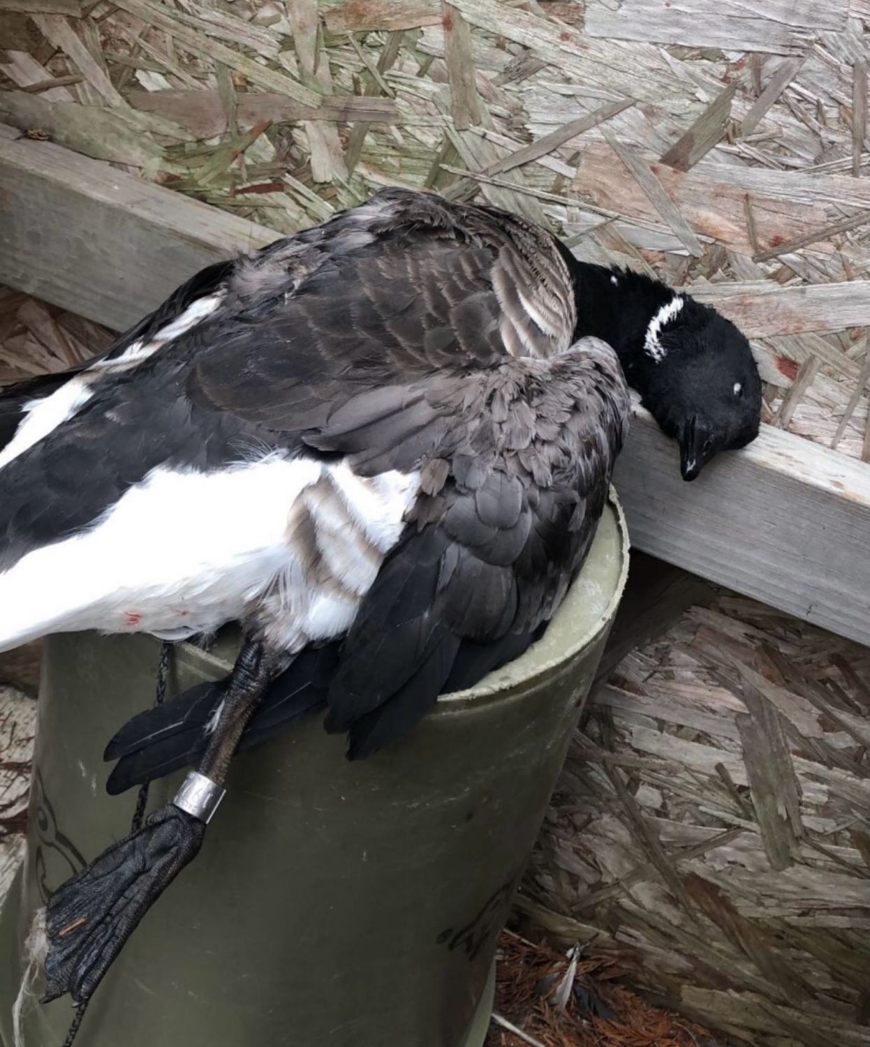 Close-up of a bufflehead drake