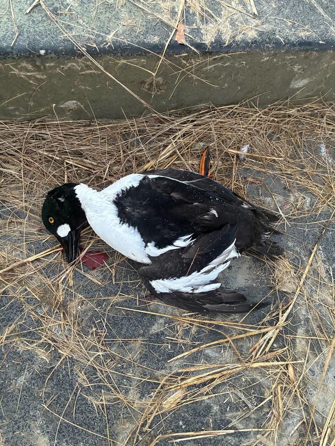 A common goldeneye drake lying in dry marsh grass