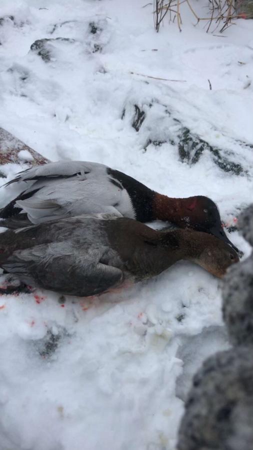 A canvasback and a second duck lying in fresh snow