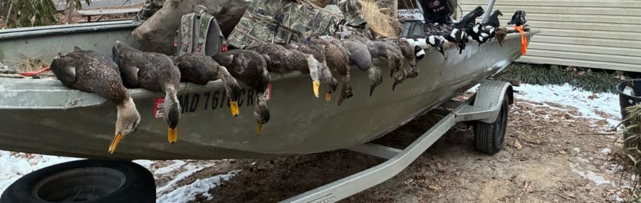 Geese and sea ducks along the boat gunwale with snow on the ground