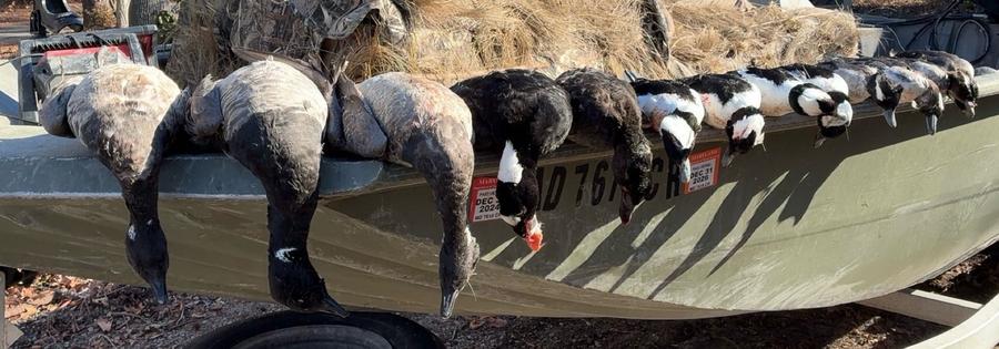 Canada geese and sea ducks along the gunwale of the boat after a Chesapeake morning
