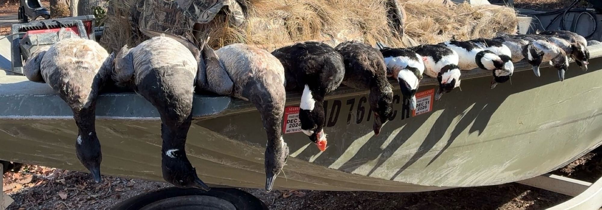 Canada geese and sea ducks along the gunwale of the boat after a Chesapeake morning