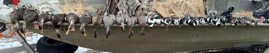 A long row of birds along the gunwale of the boat