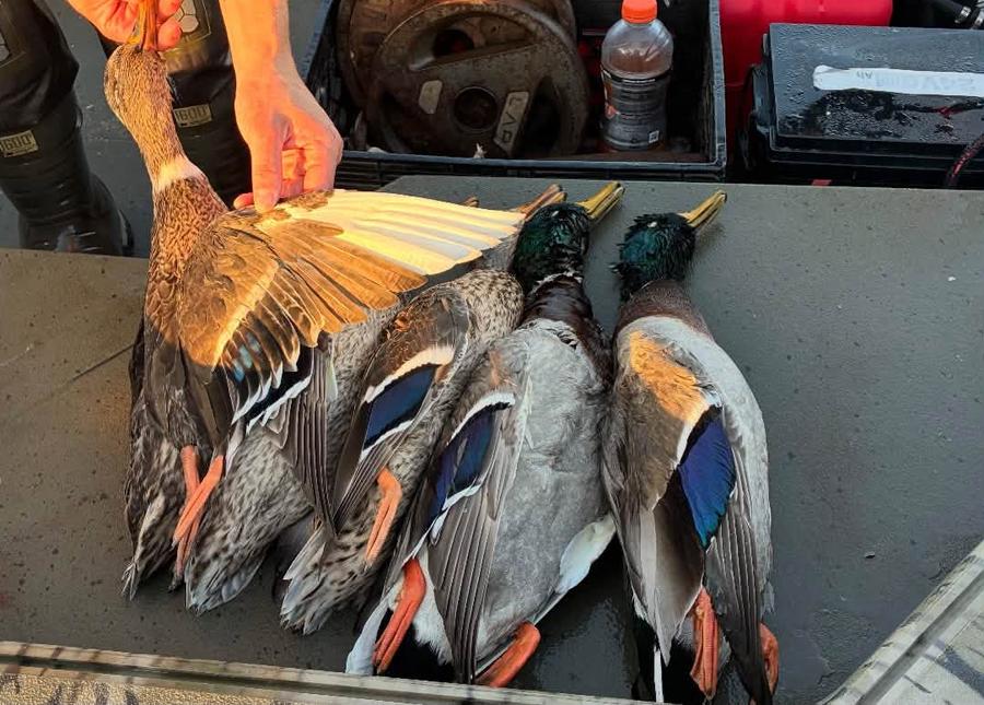 Limit of mallards on the boat deck with a hen's wing held open to show the blue speculum