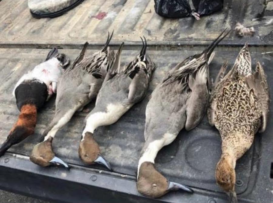 Mixed ducks including a canvasback and pintails laid out in a truck bed