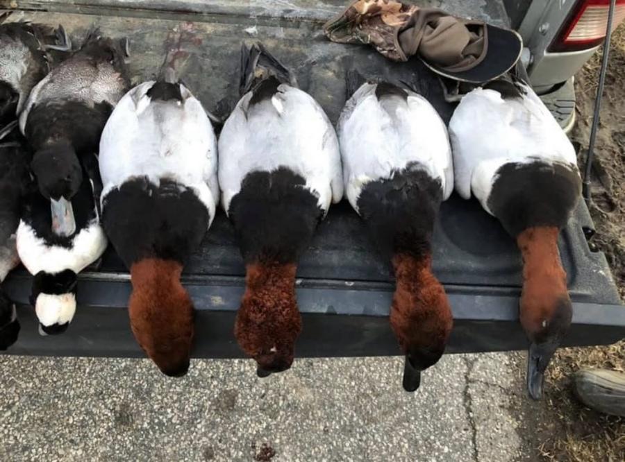 Sea ducks and redheads laid across a truck tailgate